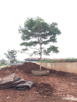 Kualitas Peluncuran Kapal Karet Laut Airbag Dry Dock Peluncuran Kapal Pengangkat pabrik